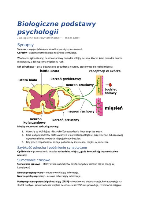 Synapsa Biologiczne Podstawy Psychologii Biologiczne Podstawy