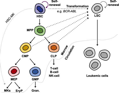 Hierarchical Organization Of Normal Hematopoiesis And Leukemic