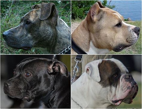 Las Razas Tipo Pitbull Y La Confusión Con Ellos El Staffordshire Terrier