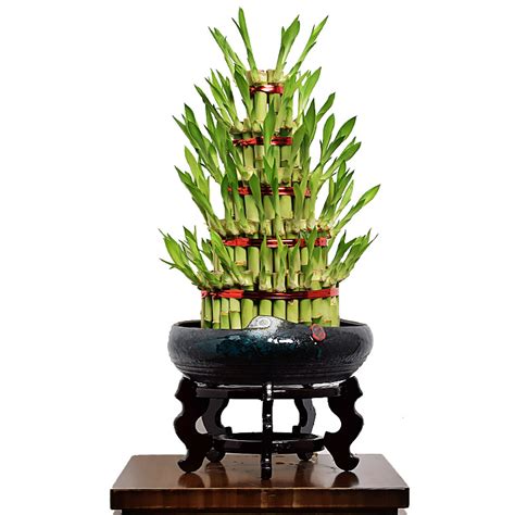 Live Plants Lucky Bamboo Bonsai Plant Nursery Spiral Lucky Bamboo