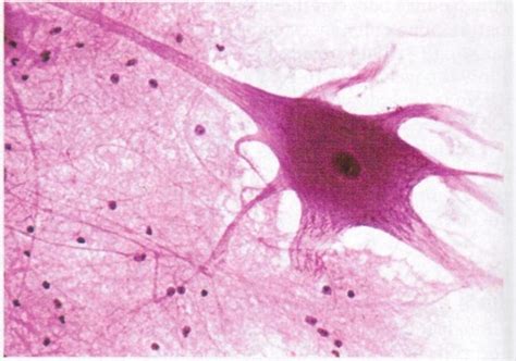 Chapt 5 Nervous Tissue Flashcards Quizlet