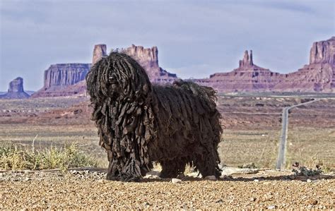 The Puli Is An Ancient Sheepdog Breed From Hungary They Were Used For