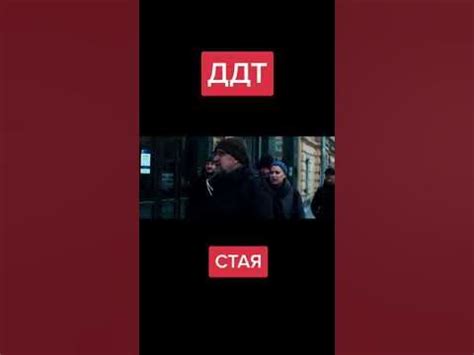 ДДТ -- Стая // Ссылка на оригинал в описании - YouTube