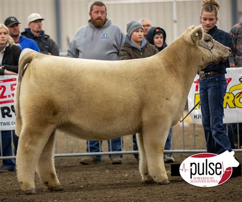 Sioux Empire Livestock Show Top 10 Prospect Steers The Pulse