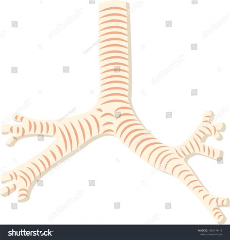 Human Trachea Anatomy With Bronchi And Royalty Free Stock Vector