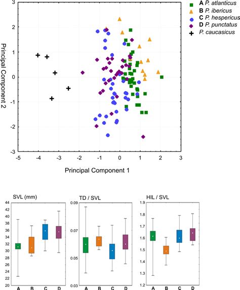 Morphometric Differentiation Among The Four Western Pelodytes Lineages Download Scientific