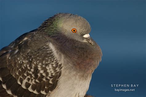 Photo Rock Dove Rock Pigeon Columba Livia Palo Alto Baylands