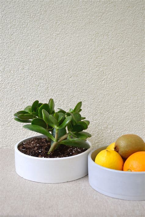 Round Concrete Shallow Planter Low Wide Succulent Bowl Small Fruit