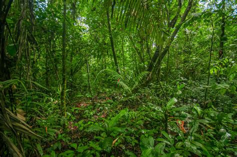 Considerada a região de maior biodiversidade do planeta o bioma