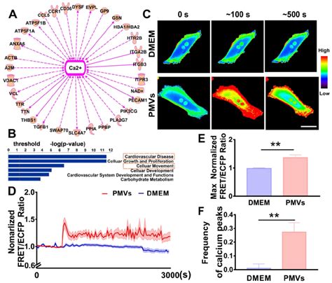 Intercellular Calcium Oscillations In Vsmcs In Response To Pmvs A