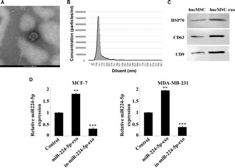 Frontiers Mir 224 5p Carried By Human Umbilical Cord Mesenchymal Stem