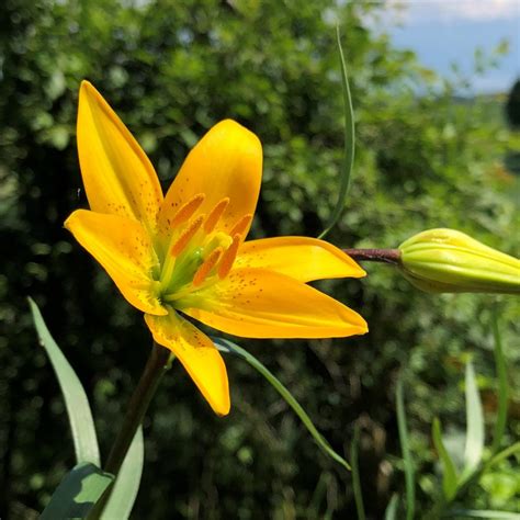 Lilium Concolor Var Mutsuanum Yellow Strain Lilium Division Ix