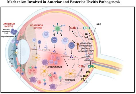 Frontiers Exploring The Involvement Of The Alternative Complement