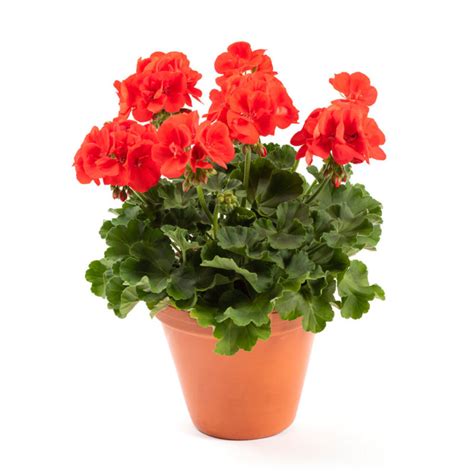 Pelargoni Compact Line Pac Signal Pikkutaimi Pukinm En Puutarha