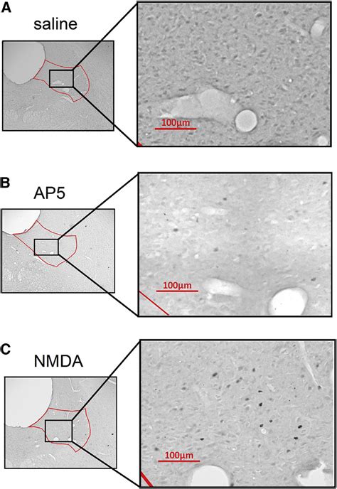 Representative Photomicrographs Of C Fosimmunoreactive Cells Dark