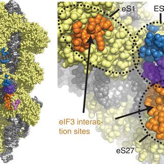 The Hcv Ires And Eif Occupy Distinct Binding Sites On The S