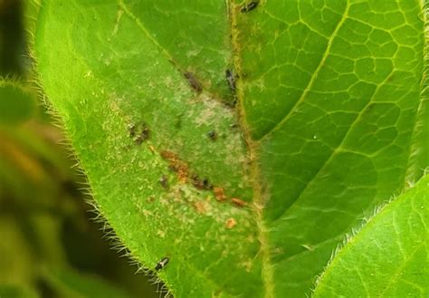 How To Control Thrips In The Garden Flower Power