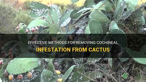 Effective Methods For Removing Cochineal Infestation From Cactus Shuncy