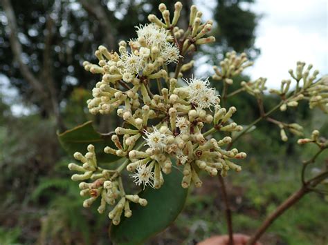 Syzygium Myrtaceae Image At Phytoimages Siu Edu