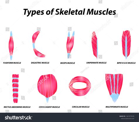 Anatomical Structure Skeletal Muscles Infographic Vector 스톡 벡터로열티 프리