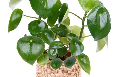 How To Care For A Peperomia Plant Bbc Gardeners World Magazine