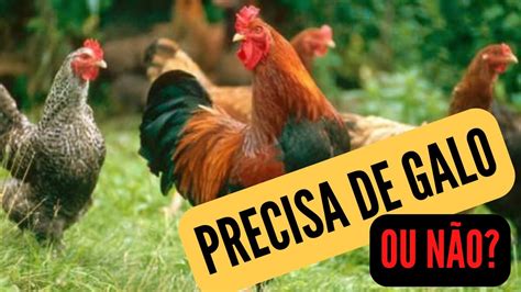 A Galinha Precisa Do Galo Para Botar Ovos - GALINHA PRECISA DE GALO PARA BOTAR OVO? - YouTube