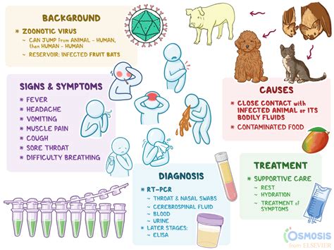 Nipah virus: What Is It, Causes, Treatment, and More | Osmosis