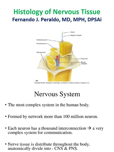 5-Histology of Nervous Tissue | PDF | Axon | Neuron