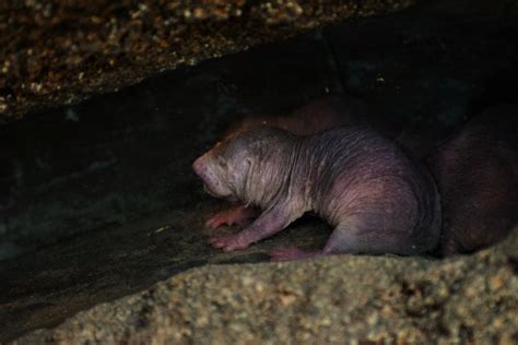 Rat Taupe Nu Heterocephalus Glaber Naked Mole Rat Nacktm Flickr