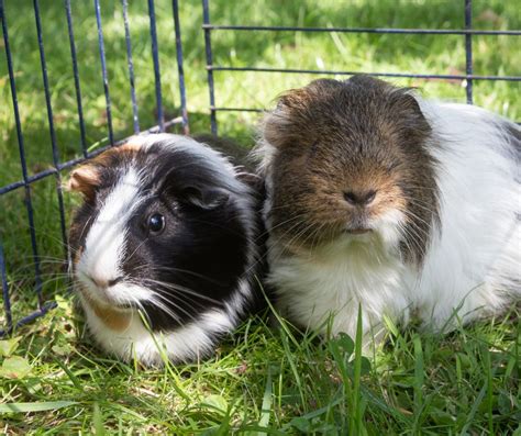 How To Care For A Blind Guinea Pig More Guinea Pigs