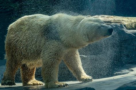 Premium Photo Polar Bear Close Up Portrait While Stretching