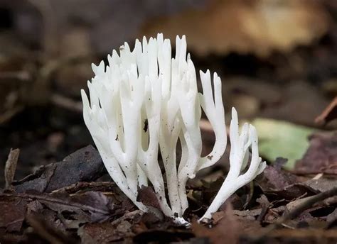 Fungi Coral Mushroom Poisonous Look Alikes