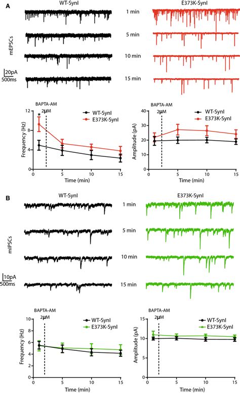 The Enhancement Of Mepsc Frequency By The Synie373k Mutant Is Download Scientific Diagram