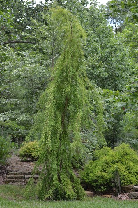 6 Weeping Bald Cypress Tree Unrooted Cuttings Fern Like Etsy