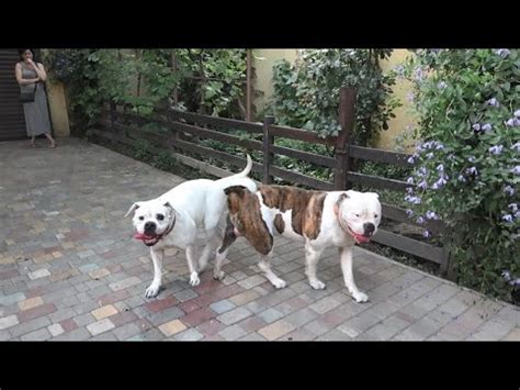 Красавцы!🐕‍🦺🐕‍🦺 Американские бульдоги Плутон и Стела. - YouTube
