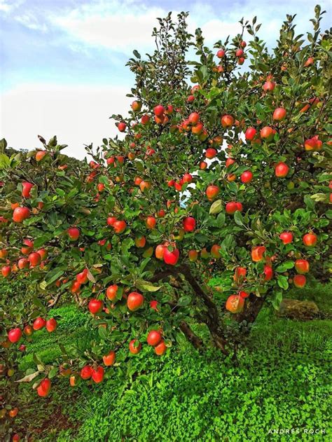 19 Best Apple Tree Varieties With A Guide To Flowering Groups Artofit