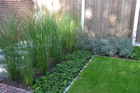 Molinia-caerulea-subsp-arundinacea-fontane - Shopie Garden Plant