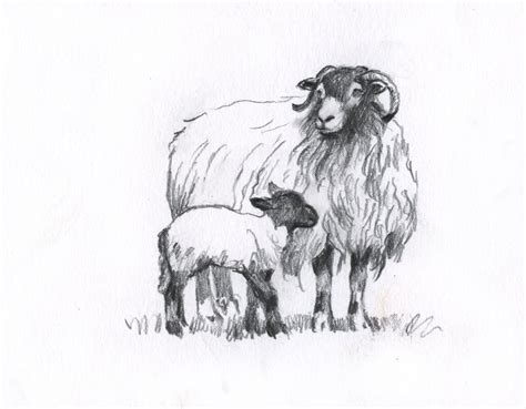 Diana Rosemary Lodge Realistic Drawings Sheep Drawing Sheep