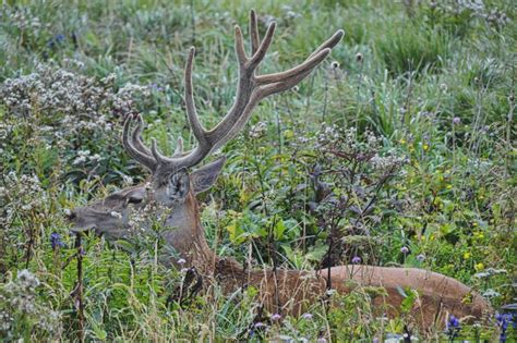 A Deer with Huge Antlers in the Thicket Lies in a Meadow on the Grass ...