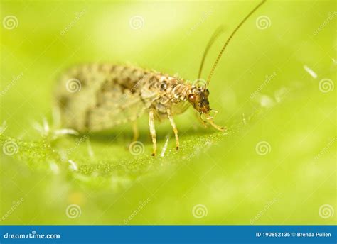 A Macro Image Of The Head Of A Brown Lacewing Stock Image Image Of