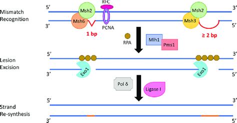 Schematic Diagram Of The Mismatch Repair MMR Pathway That Rectifies