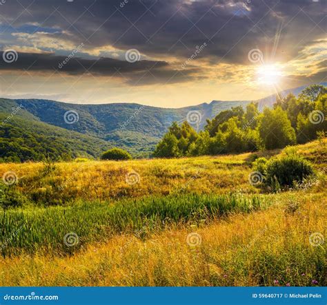 Forest On Hillside Meadow In Mountains At Sunset Stock Image Image Of