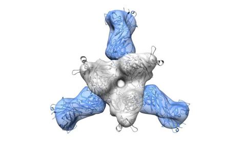 Rare Antibodies Show Scientists How To Neutralize The Many Types Of Ebola