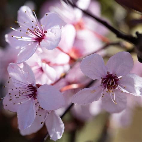 Prunus Mume Beni Chidori Frank P Matthews