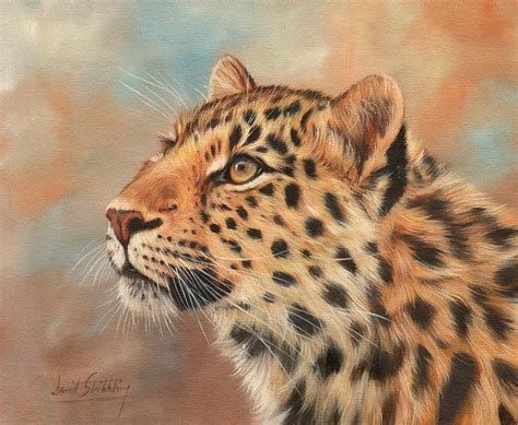 Amur Leopard Painting By David Stribbling Fine Art America