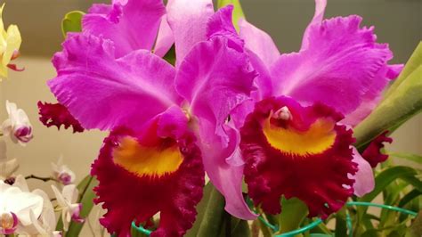 RLC Taichung Beauty - YouTube