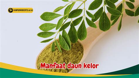 Daun Kelor Manfaat Dan Khasiatnya Birds N Bees