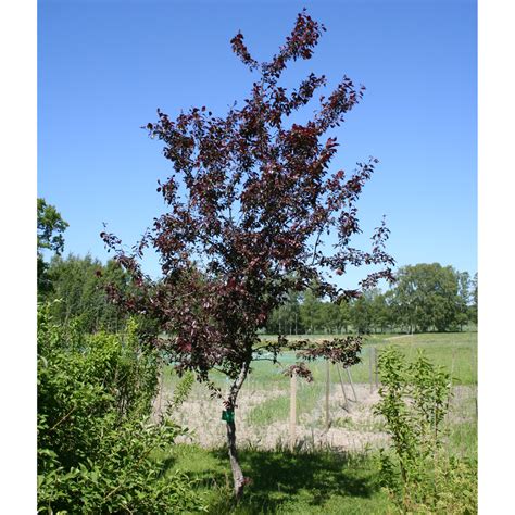 Malus Purpurea Royalty Purpurapel Prydnadsträd