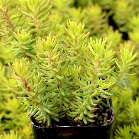 Succulent Yellow Sedum Best Succulent Ideas