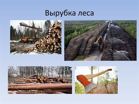 Роль леса в природе и жизни людей - презентация онлайн